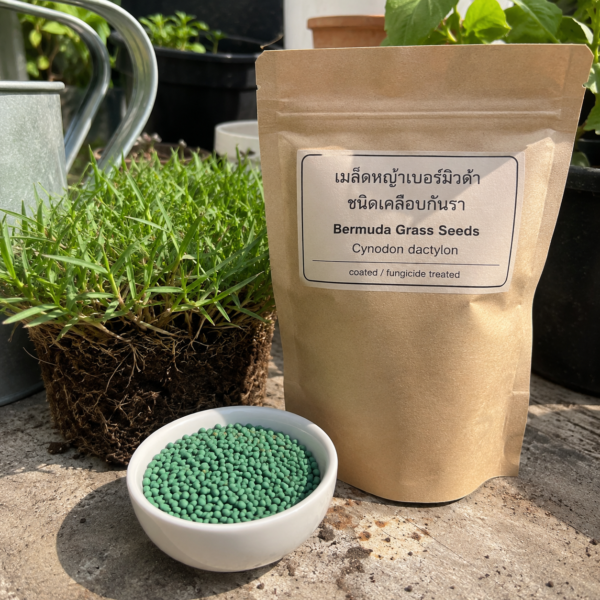 หญ้าเบอร์มิวด้า (bermuda grass)