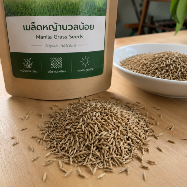 หญ้านวลน้อย (manila grass)