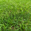 หญ้านวลน้อย (manila grass)
