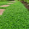 หญ้าใบต่างเหรียญ / ไดคอนดรา (dichondra)