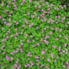 พรมชมพู (pink carpet)