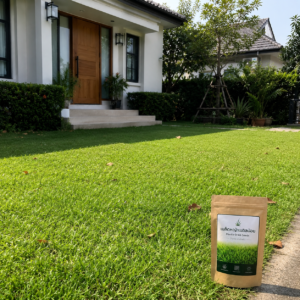 หญ้านวลน้อย (manila grass) หญ้านวลน้อย (manila grass)