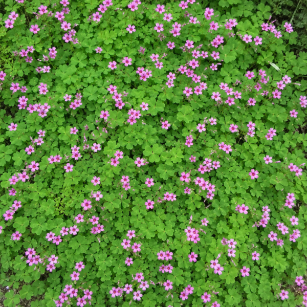 พรมชมพู (pink carpet)