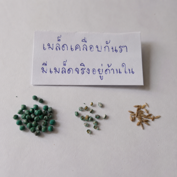หญ้าเบอร์มิวด้า (bermuda grass)