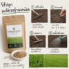 หญ้านวลน้อย (manila grass)