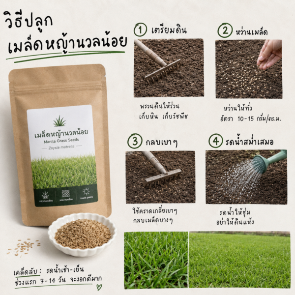 หญ้านวลน้อย (manila grass)