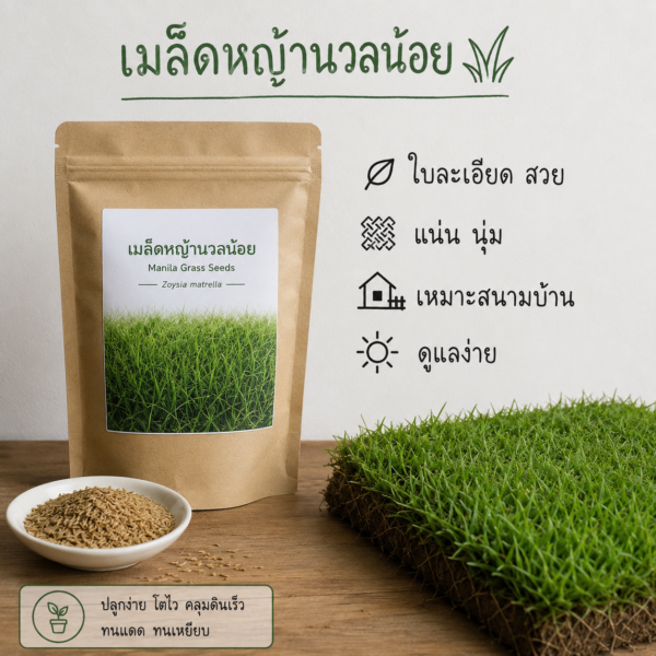 หญ้านวลน้อย (manila grass)