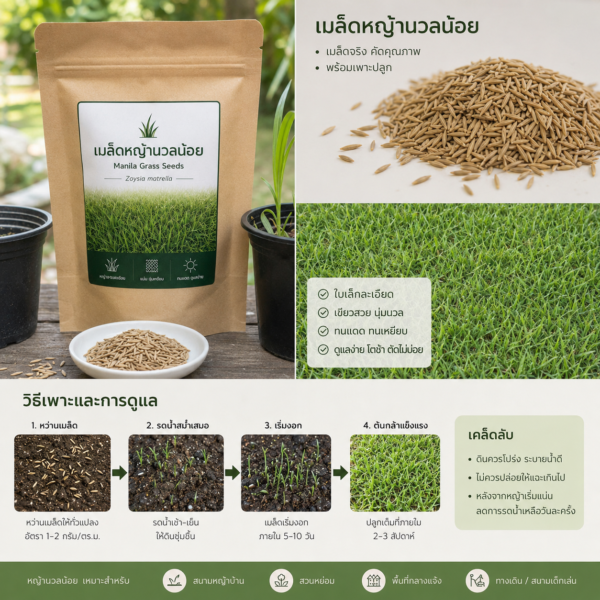 หญ้านวลน้อย (manila grass)