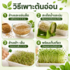 เมล็ดอัลฟัลฟา (alfalfa / lucerne)