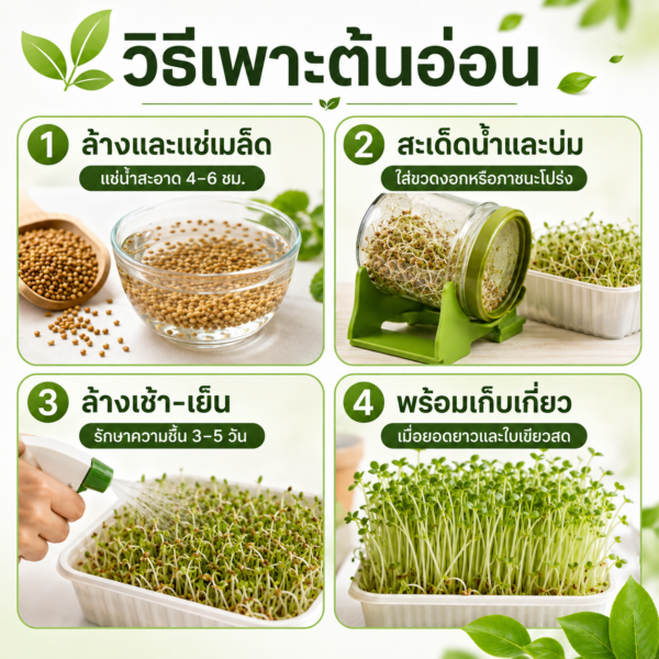 เมล็ดอัลฟัลฟา (alfalfa / lucerne)