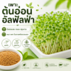 เมล็ดอัลฟัลฟา (alfalfa / lucerne)
