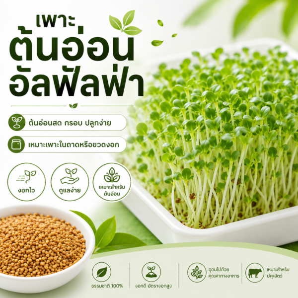 เมล็ดอัลฟัลฟา (alfalfa / lucerne)