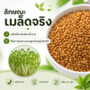 เมล็ดอัลฟัลฟา (alfalfa / lucerne)