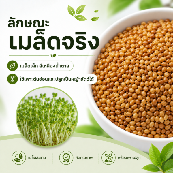 เมล็ดอัลฟัลฟา (alfalfa / lucerne)