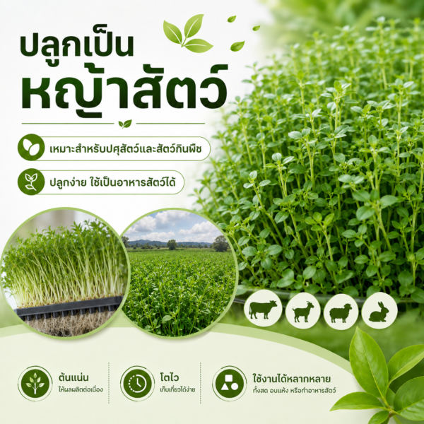 เมล็ดอัลฟัลฟา (alfalfa / lucerne)