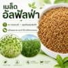เมล็ดอัลฟัลฟา (alfalfa / lucerne)