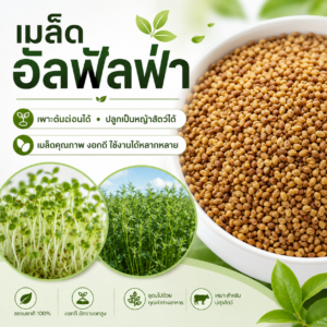 เมล็ดอัลฟัลฟา (alfalfa / lucerne) เมล็ดอัลฟัลฟา (alfalfa / lucerne)