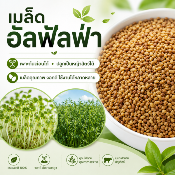 เมล็ดอัลฟัลฟา (alfalfa / lucerne)