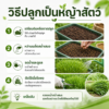 เมล็ดอัลฟัลฟา (alfalfa / lucerne)