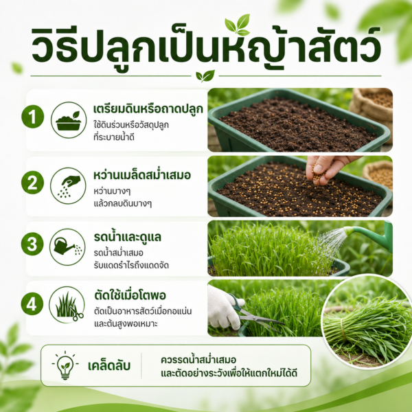 เมล็ดอัลฟัลฟา (alfalfa / lucerne)