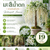 เมล็ดมะลิน้ำตก สายพันธุ์โบตีค (triangular plum jasmine)
