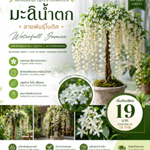 เมล็ดมะลิน้ำตก สายพันธุ์โบตีค (triangular plum jasmine)