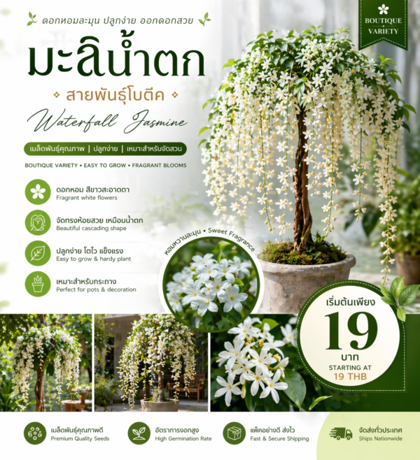 เมล็ดมะลิน้ำตก สายพันธุ์โบตีค (triangular plum jasmine)