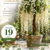 เมล็ดมะลิน้ำตก สายพันธุ์โบตีค (triangular plum jasmine)