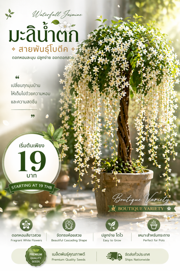 เมล็ดมะลิน้ำตก สายพันธุ์โบตีค (triangular plum jasmine)