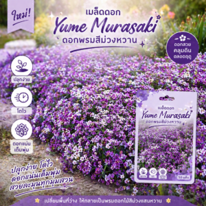 เมล็ดดอก yume murasaki (ยูเมะ มุราซากิ)