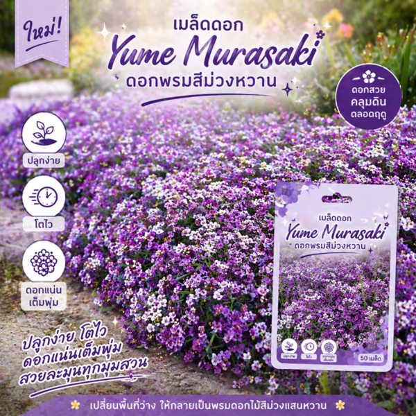 เมล็ดดอก yume murasaki (ยูเมะ มุราซากิ)