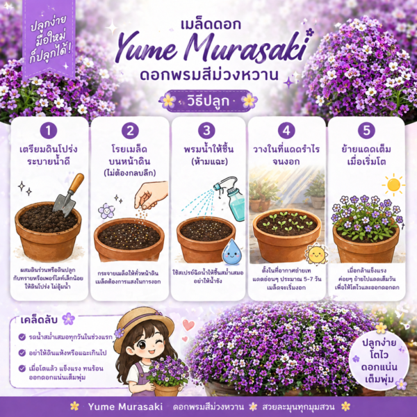 เมล็ดดอก yume murasaki (ยูเมะ มุราซากิ)