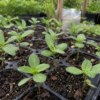 เมล็ดดอกบานชื่น (zinnia)