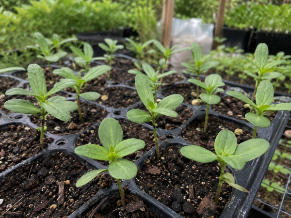 เมล็ดดอกบานชื่น (zinnia)