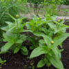 เมล็ดดอกบานชื่น (zinnia)