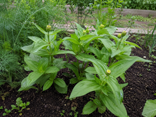 เมล็ดดอกบานชื่น (zinnia)