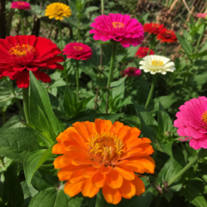 เมล็ดดอกบานชื่น (zinnia)