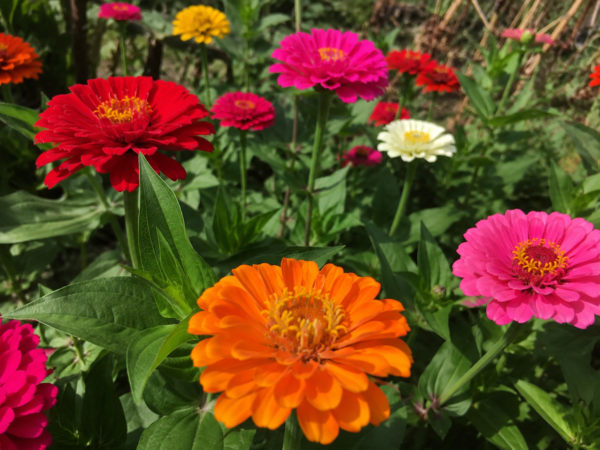 เมล็ดดอกบานชื่น (zinnia)