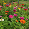 เมล็ดดอกบานชื่น (zinnia)