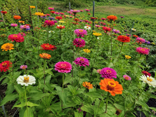 เมล็ดดอกบานชื่น (zinnia)