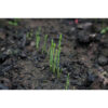 asparagus 1