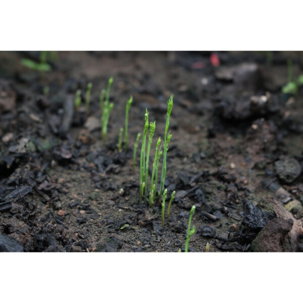 asparagus 1