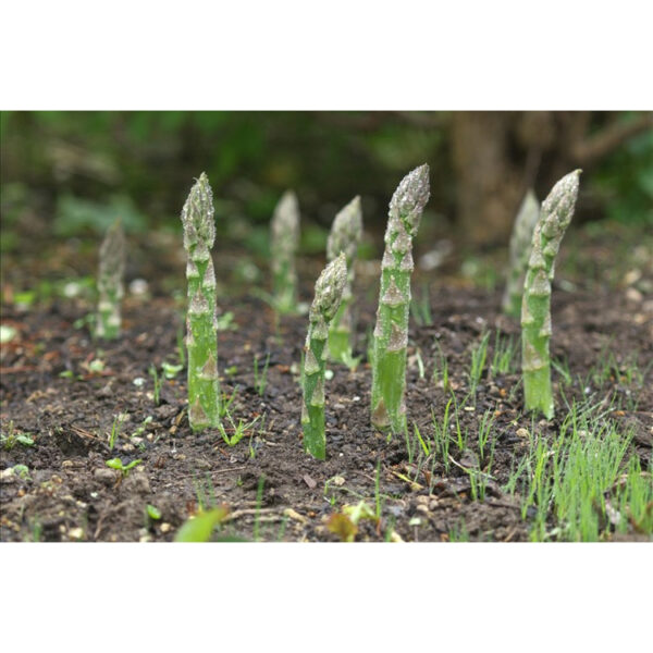 asparagus 2