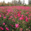 aster 1
