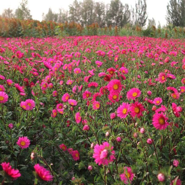 aster 1