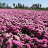 aster 2