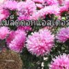 aster main