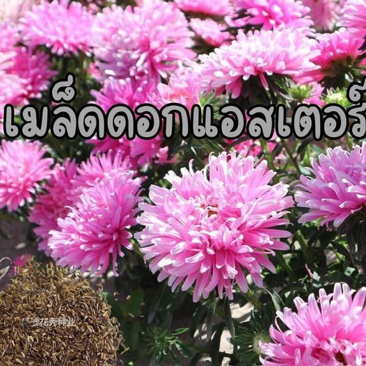 aster main