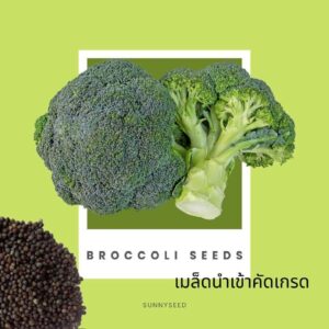 broccoli main