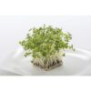 broccoli sprout 1